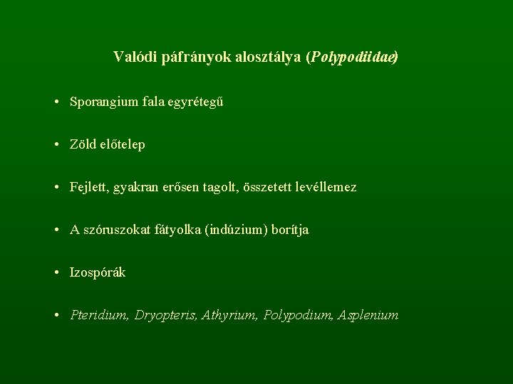 Valódi páfrányok alosztálya (Polypodiidae) • Sporangium fala egyrétegű • Zöld előtelep • Fejlett, gyakran