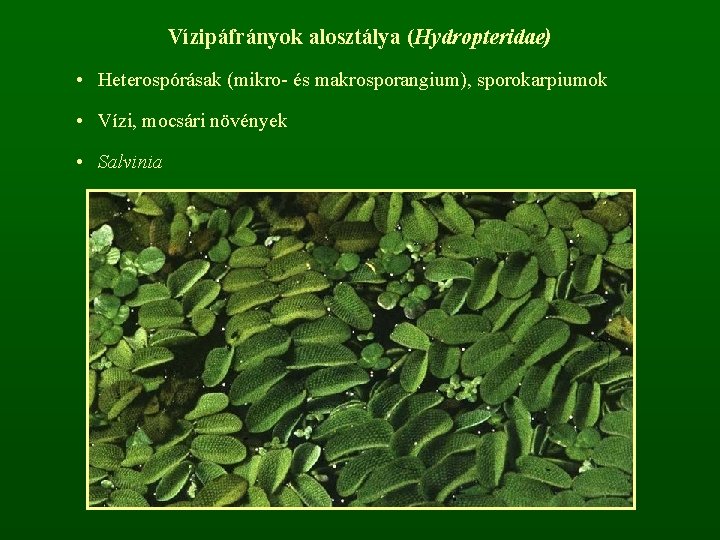 Vízipáfrányok alosztálya (Hydropteridae) • Heterospórásak (mikro- és makrosporangium), sporokarpiumok • Vízi, mocsári növények •