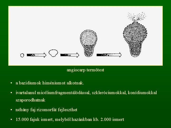 angiocarp termőtest • a bazidiumok himéniumot alkotnak. • ivartalanul micéliumfragmentálódással, szkleróciumokkal, konídiumokkal szaporodhatnak •