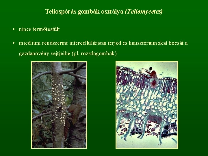 Teliospórás gombák osztálya (Teliomycetes) • nincs termőtestük • micélium rendszerint intercellulárisan terjed és hausztóriumokat