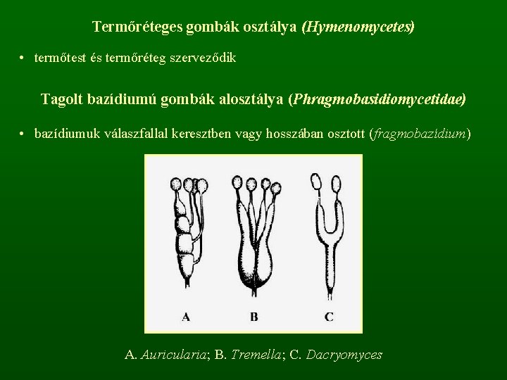 Termőréteges gombák osztálya (Hymenomycetes) • termőtest és termőréteg szerveződik Tagolt bazídiumú gombák alosztálya (Phragmobasidiomycetidae)