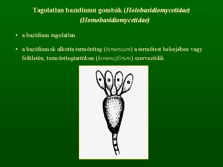 Tagolatlan bazídiumú gombák (Holobasidiomycetidae) (Homobasidiomycetidae) • a bazídium tagolatlan • a bazídiumok alkotta termőréteg