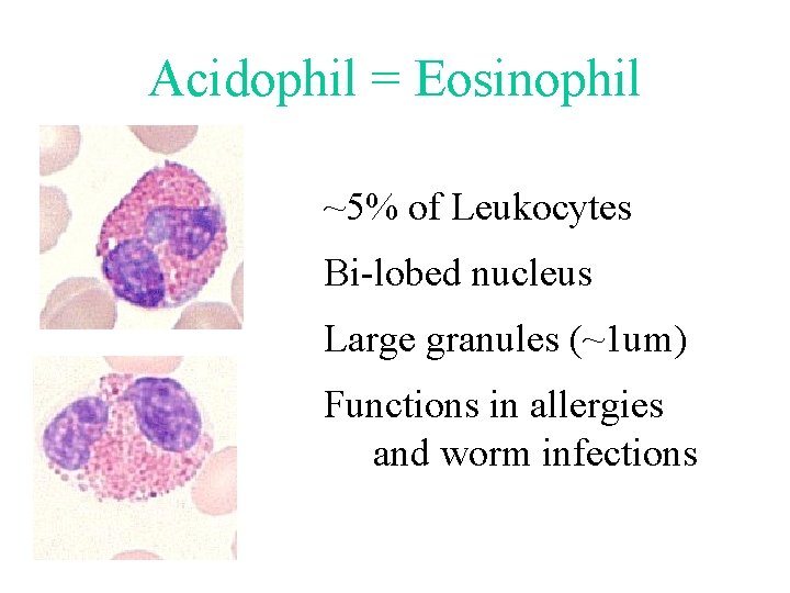 Acidophil = Eosinophil ~5% of Leukocytes Bi-lobed nucleus Large granules (~1 um) Functions in Acidophil = Eosinophil ~5% of Leukocytes Bi-lobed nucleus Large granules (~1 um) Functions in