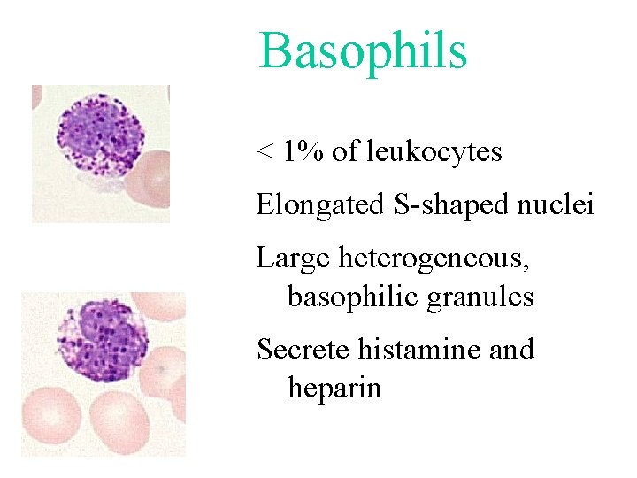 Basophils < 1% of leukocytes Elongated S-shaped nuclei Large heterogeneous, basophilic granules Secrete histamine Basophils < 1% of leukocytes Elongated S-shaped nuclei Large heterogeneous, basophilic granules Secrete histamine