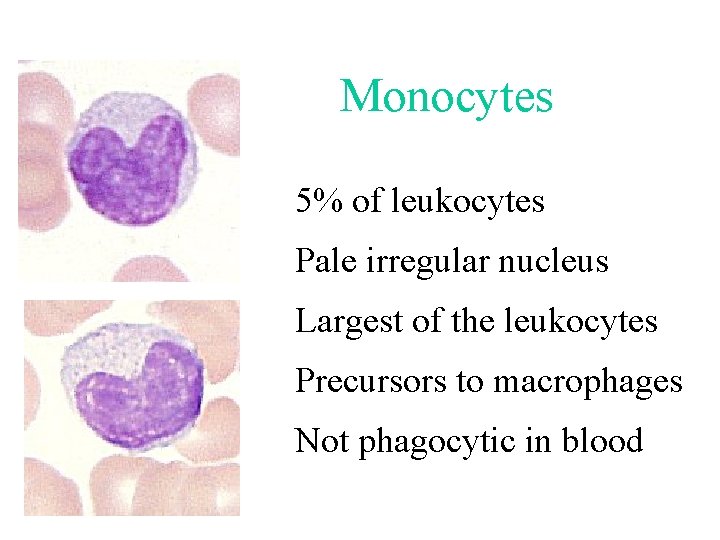 Monocytes 5% of leukocytes Pale irregular nucleus Largest of the leukocytes Precursors to macrophages Monocytes 5% of leukocytes Pale irregular nucleus Largest of the leukocytes Precursors to macrophages