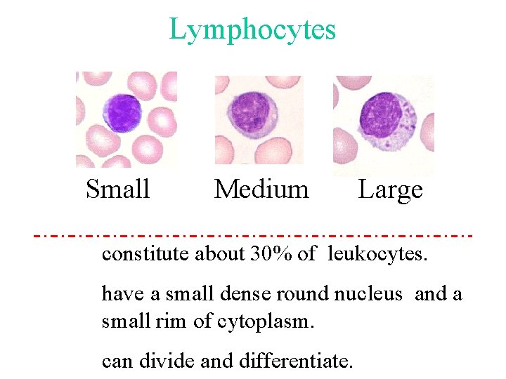 Lymphocytes Small Medium Large constitute about 30% of leukocytes. have a small dense round Lymphocytes Small Medium Large constitute about 30% of leukocytes. have a small dense round