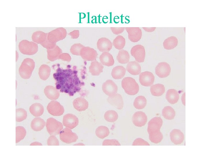 Platelets Platelets