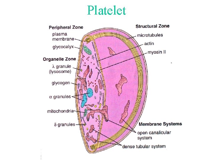 Platelet Platelet