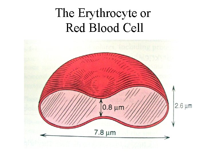 The Erythrocyte or Red Blood Cell The Erythrocyte or Red Blood Cell