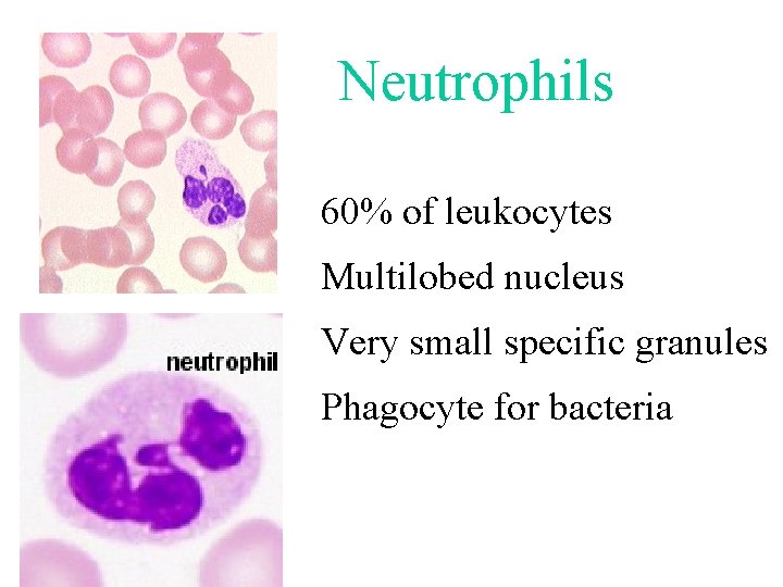 Neutrophils 60% of leukocytes Multilobed nucleus Very small specific granules Phagocyte for bacteria Neutrophils 60% of leukocytes Multilobed nucleus Very small specific granules Phagocyte for bacteria
