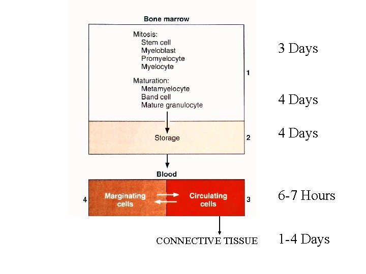 3 Days 4 Days 6 -7 Hours CONNECTIVE TISSUE 1 -4 Days 3 Days 4 Days 6 -7 Hours CONNECTIVE TISSUE 1 -4 Days