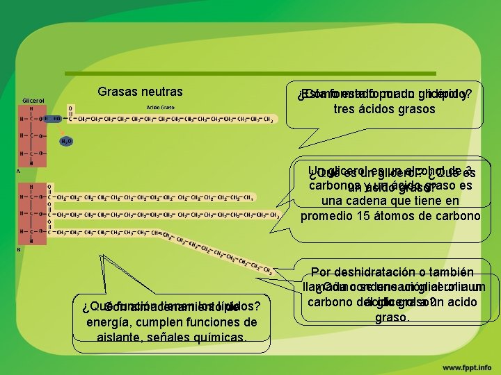 Grasas neutras ¿Cómo Esta formado esta formado por un un glicerol lípido? y tres