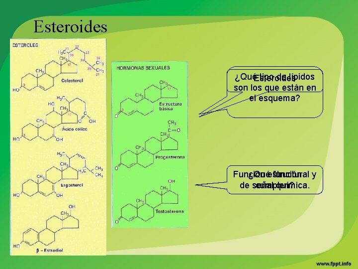 Esteroides ¿QuéEsteroides tipo de lípidos son los que están en el esquema? ¿Quéestructural función