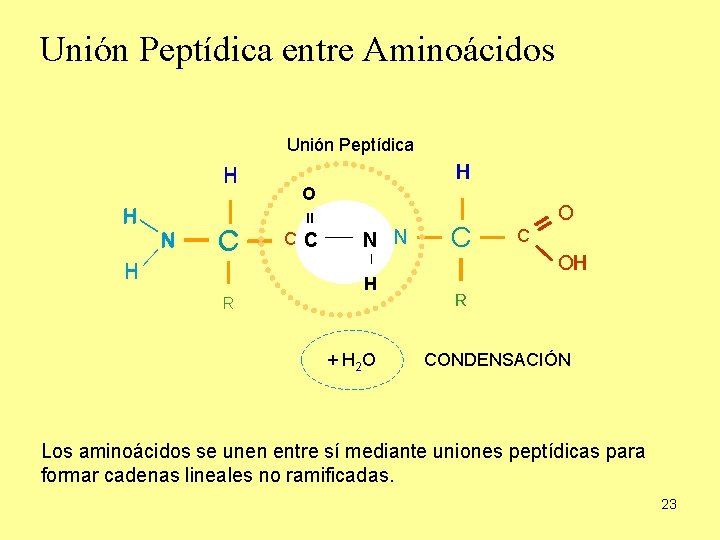Unión Peptídica entre Aminoácidos Unión Peptídica H O O H = N N CC