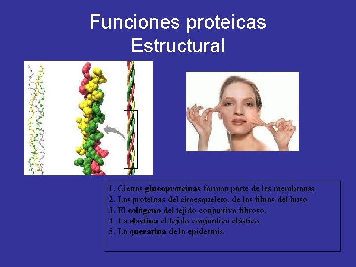 Funciones proteicas Estructural 1. Ciertas glucoproteínas forman parte de las membranas 2. Las proteínas