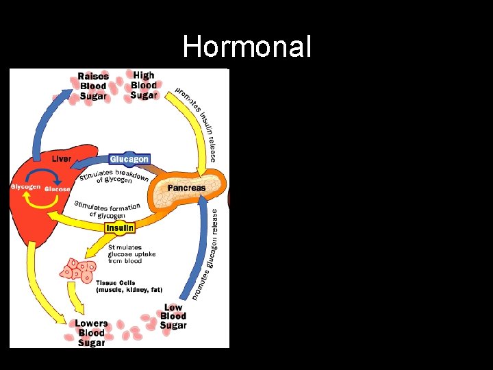 Hormonal 1. La insulina y el glucagón (que regulan la glicemia), la hormona del