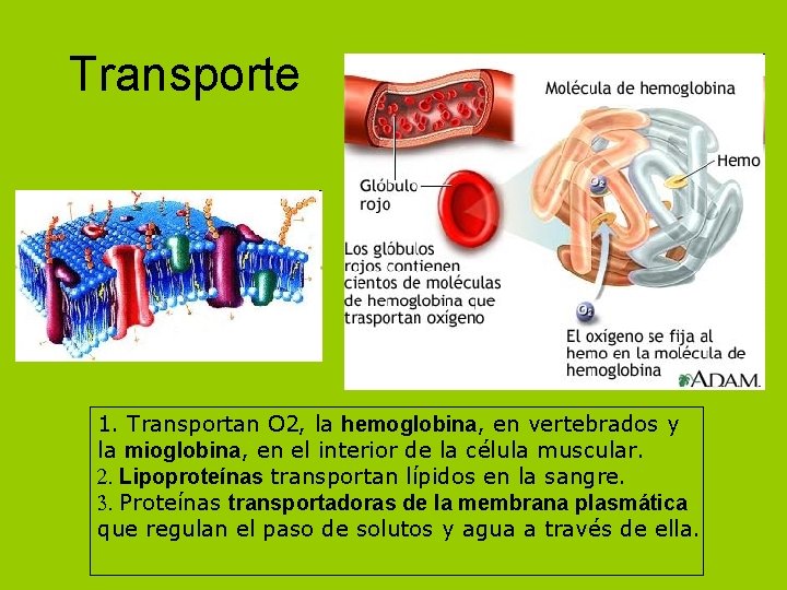 Transporte 1. Transportan O 2, la hemoglobina, en vertebrados y la mioglobina, en el