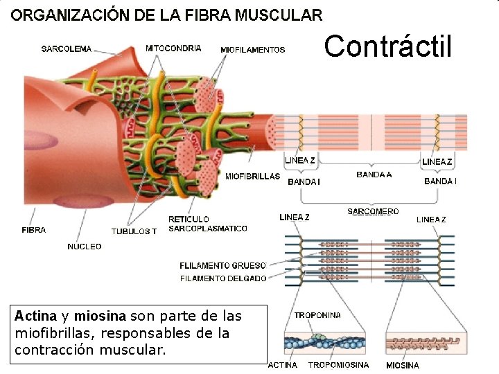 Contráctil Actina y miosina son parte de las miofibrillas, responsables de la contracción muscular.