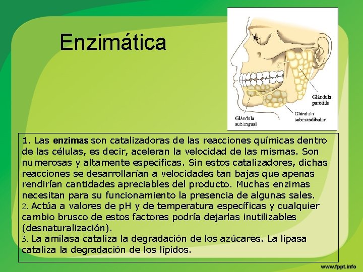 Enzimática 1. Las enzimas son catalizadoras de las reacciones químicas dentro de las células,