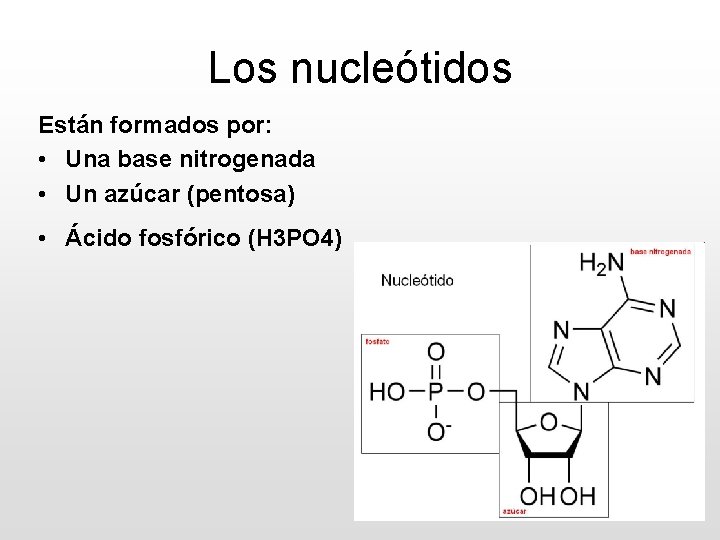 Los nucleótidos Están formados por: • Una base nitrogenada • Un azúcar (pentosa) •