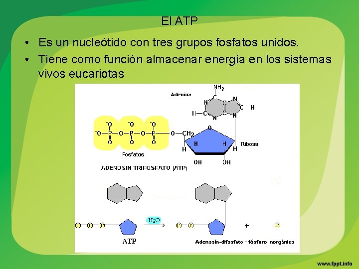 El ATP • Es un nucleótido con tres grupos fosfatos unidos. • Tiene como