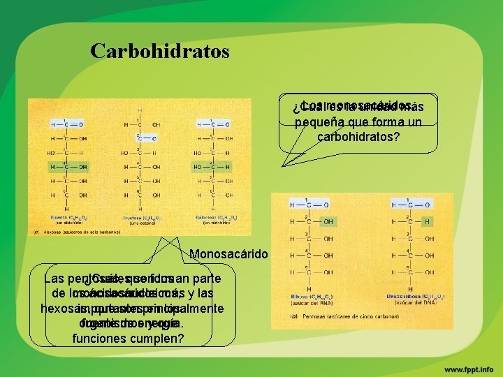 Carbohidratos Los monosacáridos. ¿Cuál es la unidad más pequeña que forma un carbohidratos? Monosacárido