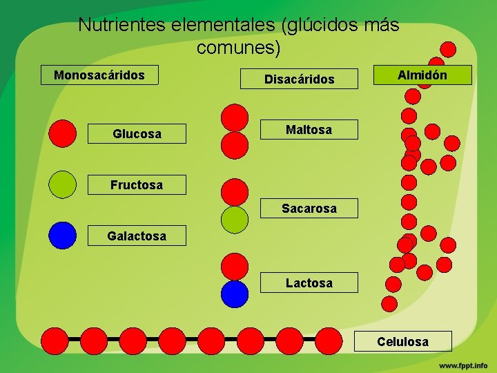 Nutrientes elementales (glúcidos más comunes) Monosacáridos Glucosa Disacáridos Almidón Maltosa Fructosa Sacarosa Galactosa Lactosa