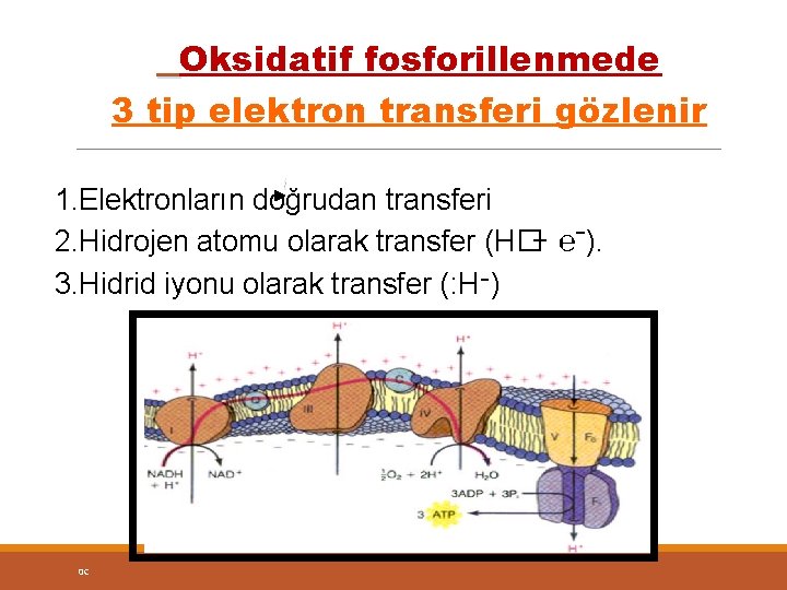 Oksidatif fosforillenmede 3 tip elektron transferi gözlenir 1. Elektronların doğrudan transferi 2. Hidrojen atomu