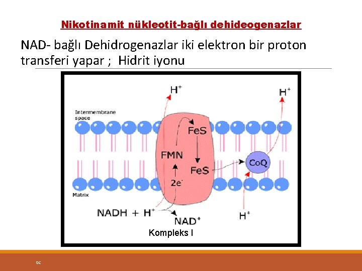 Nikotinamit nükleotit-bağlı dehideogenazlar NAD- bağlı Dehidrogenazlar iki elektron bir proton transferi yapar ; Hidrit