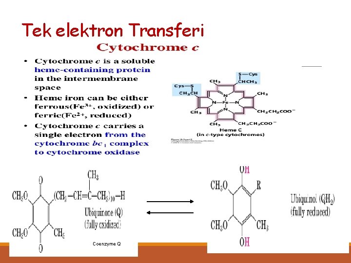 Tek elektron Transferi 2 H++2 e Coenzyme Q 