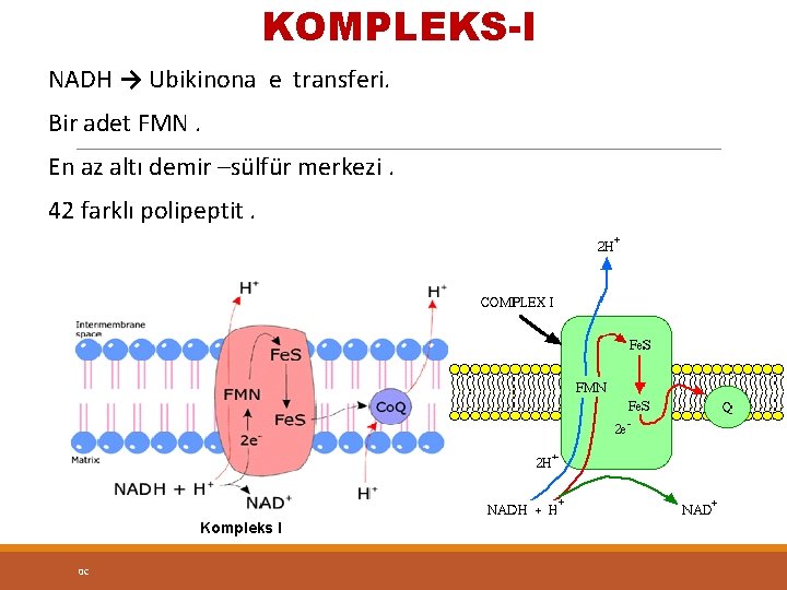 KOMPLEKS-I NADH → Ubikinona e transferi. Bir adet FMN. En az altı demir –sülfür