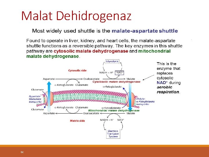 Malat Dehidrogenaz 0 C 