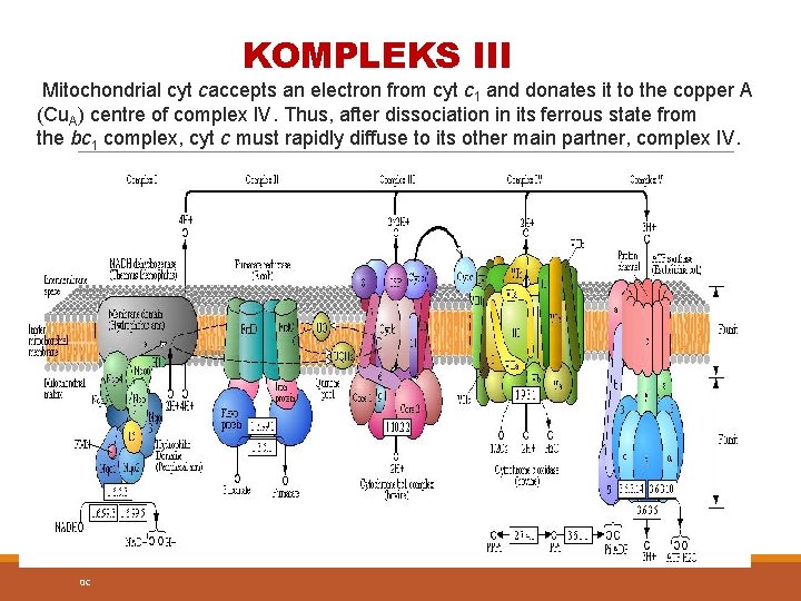 KOMPLEKS III Mitochondrial cyt caccepts an electron from cyt c 1 and donates it