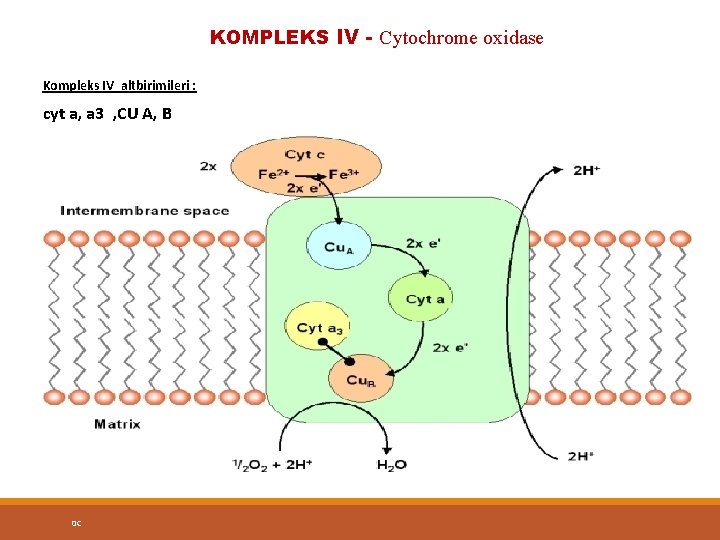 KOMPLEKS IV - Cytochrome oxidase Kompleks IV altbirimileri : cyt a, a 3 ,