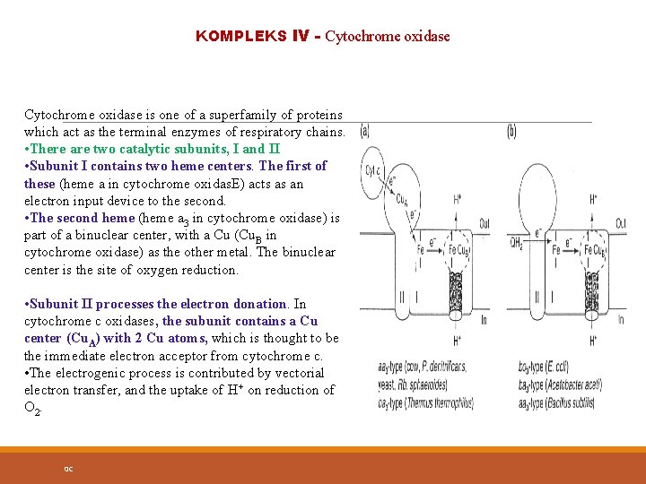 KOMPLEKS IV - Cytochrome oxidase is one of a superfamily of proteins which act