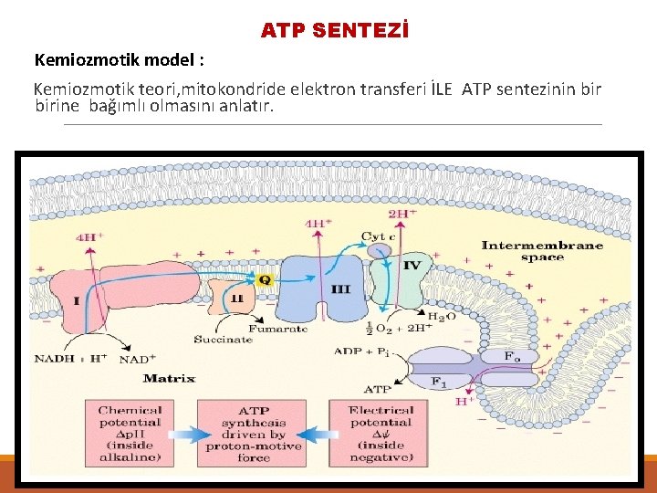 ATP SENTEZİ Kemiozmotik model : Kemiozmotik teori, mitokondride elektron transferi İLE ATP sentezinin birine