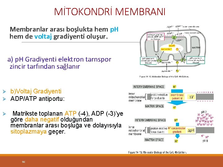 MİTOKONDRİ MEMBRANI Membranlar arası boşlukta hem p. H hem de voltaj gradiyenti oluşur. a)
