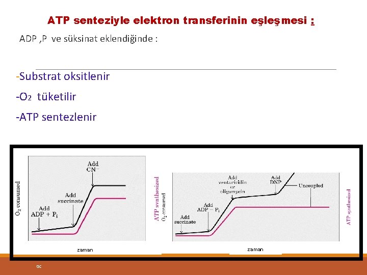 ATP senteziyle elektron transferinin eşleşmesi : ADP , P ve süksinat eklendiğinde : -Substrat