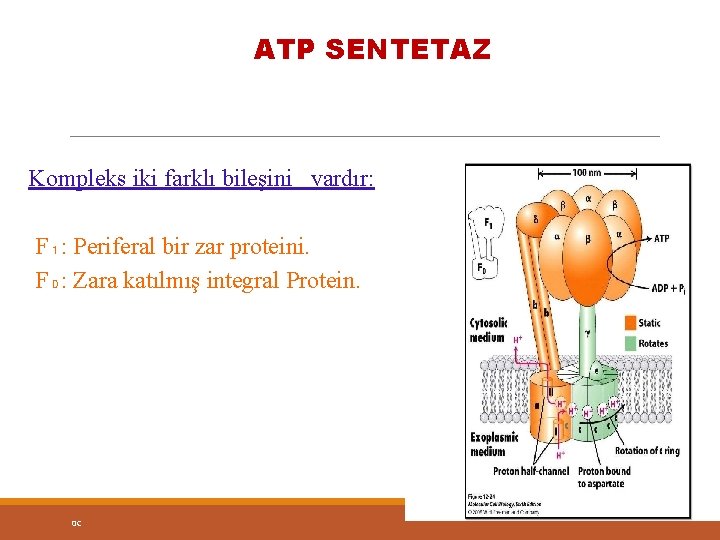 ATP SENTETAZ Kompleks iki farklı bileşini vardır: F₁: Periferal bir zar proteini. F₀: Zara