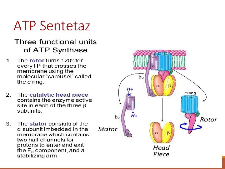 ATP Sentetaz 0 C 