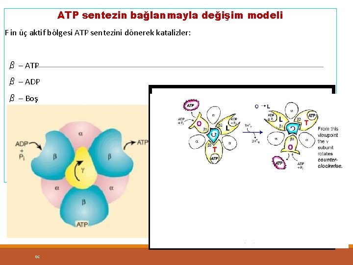 ATP sentezin bağlanmayla değişim modeli F in üç aktif bölgesi ATP sentezini dönerek katalizler: