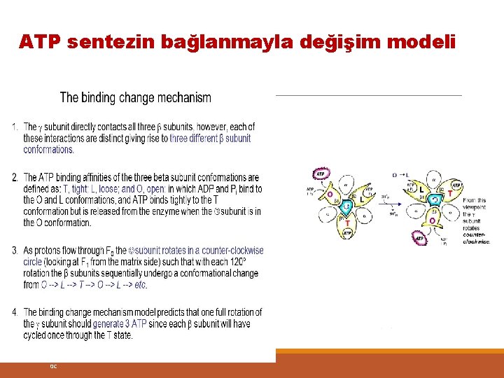 ATP sentezin bağlanmayla değişim modeli 0 C 