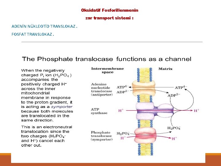Oksidatif Fosforillenmenin zar transport sistemi : ADENİN NÜKLEOTİD TRANSLOKAZ. FOSFAT TRANSLOKAZ. 0 C 