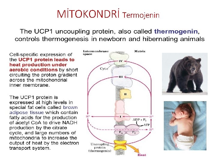 MİTOKONDRİ Termojenin 0 C 