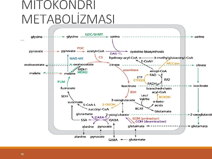 MİTOKONDRİ METABOLİZMASI 0 C 