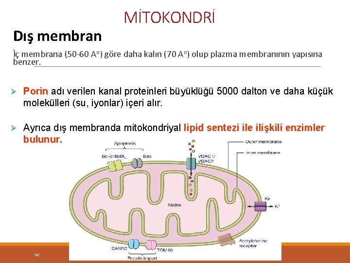 Dış membran MİTOKONDRİ İç membrana (50 -60 Ao) göre daha kalın (70 Ao) olup