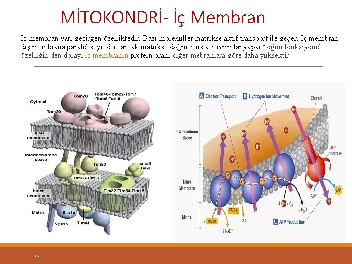 MİTOKONDRİ- İç Membran İç membran yarı geçirgen özelliktedir. Bazı moleküller matrikse aktif transport ile