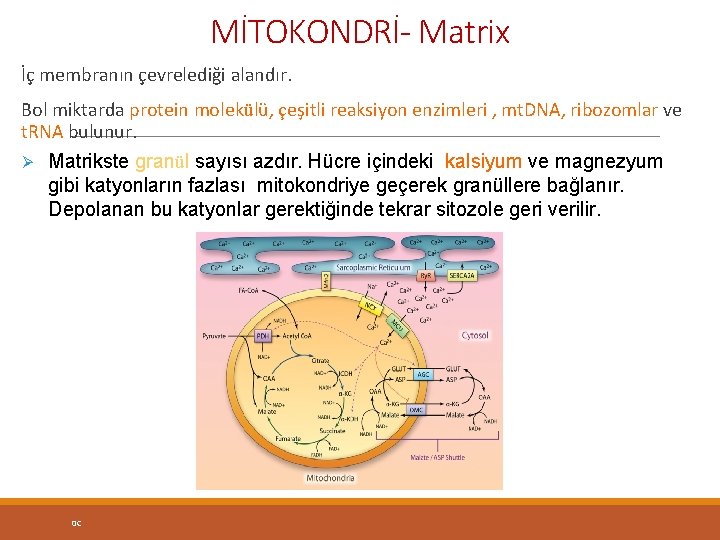 MİTOKONDRİ- Matrix İç membranın çevrelediği alandır. Bol miktarda protein molekülü, çeşitli reaksiyon enzimleri ,