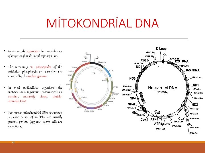 MİTOKONDRİAL DNA 0 C 