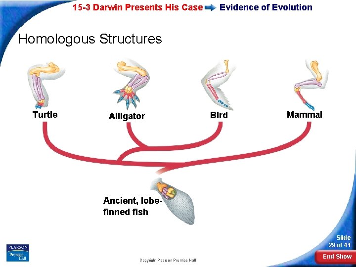 15 -3 Darwin Presents His Case Evidence of Evolution Homologous Structures Turtle Alligator Bird